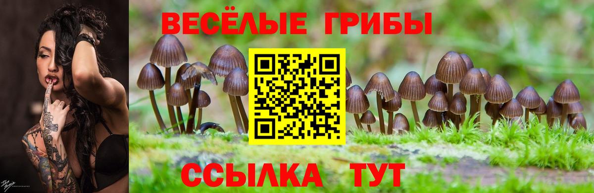 Псилоцибиновые грибы GOLDEN TEACHER  Галлюциногенные грибы Psilocybe  Кировск  Вход с VPN 